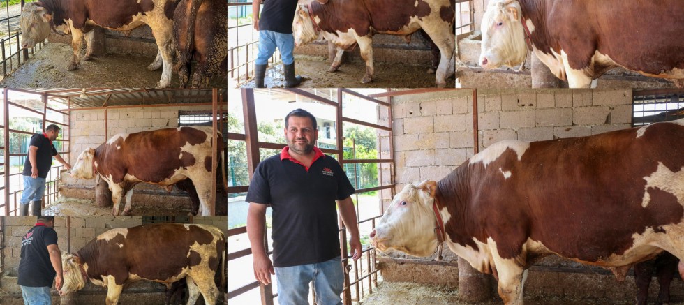 Arsuz'da 1 ton 13 kilogramlık 