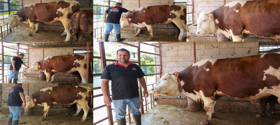 Arsuz'da 1 ton 13 kilogramlık 