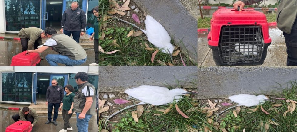İskenderun'da bitkin halde bulunan ak balıkçıl tedaviye alındı