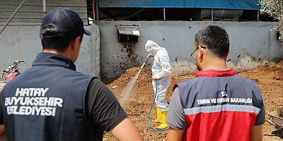 Akdeniz Meyve Sineğiyle Mücadelede Üreticiye Destek