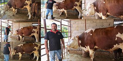 Arsuz'da 1 ton 13 kilogramlık 