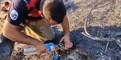 Defne’de yangından etkilenen kaplumbağayı itfaiye ekibi kurtardı