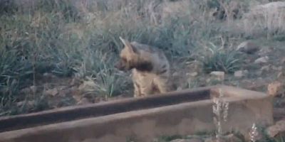 Hatay’da “Kırmızı Listede” Bulunan Sırtlan Görüntülendi