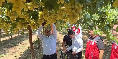 Hatay Valisi Masatlı, Hassa bağlarında üzüm hasadı yaptı