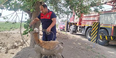 HBB Ekipleri 3 Canı Hayata Döndürdü