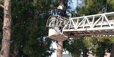 İskenderun’da ayağına ip dolanan serçeyi itfaiye kurtardı