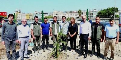 Konteyner Alanında Çam Fidanı Dikildi