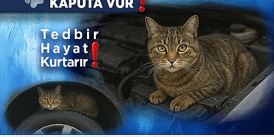 Sokak Hayvanları HBB ile Güvende